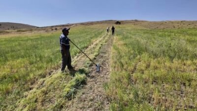 Yozgat’ta mercimek hasadı başladı. Yağışlı geçen sezon sayesinde geçen yıllara