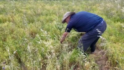 Yozgat merkeze bağlı Özlüce köyünden toprak işlemesiz olarak ekimi yapılan