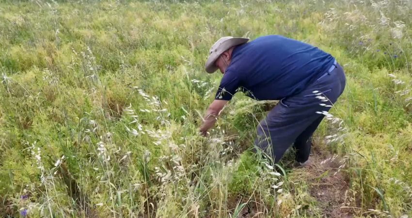 Yozgat merkeze bağlı Özlüce köyünden toprak işlemesiz olarak ekimi yapılan