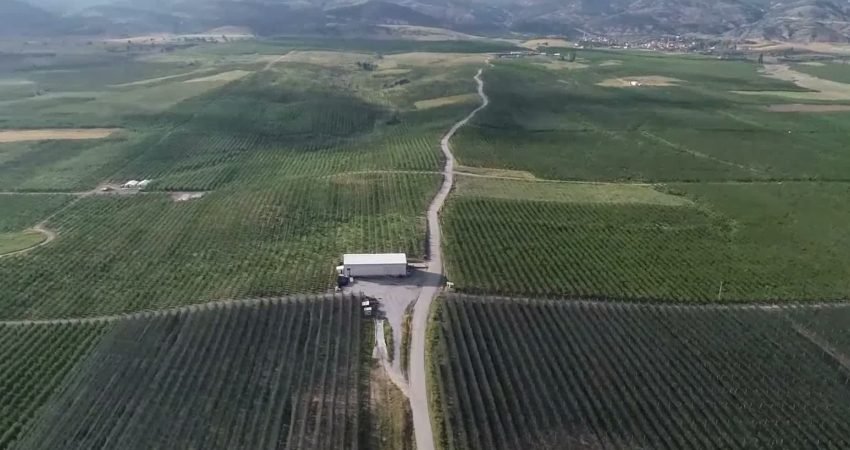 Yozgat'ın Kadışehri ve Sorgun ilçelerindeki meyve bahçelerinde kiraz hasadı başladı.