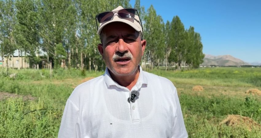 Hakkari’nin Yüksekova ilçesinde iki yıl önce deneme amacıyla ekilen salepte