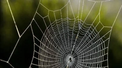 Millî Eğitim Bakanının müfredatta yapmayı düşündüğü bir değişiklik haklı olarak