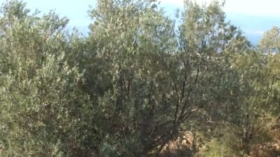 Balıkesir’in Burhaniye ilçesinde zeytin üreticileri, artan hasat maliyetleri nedeniyle devletin