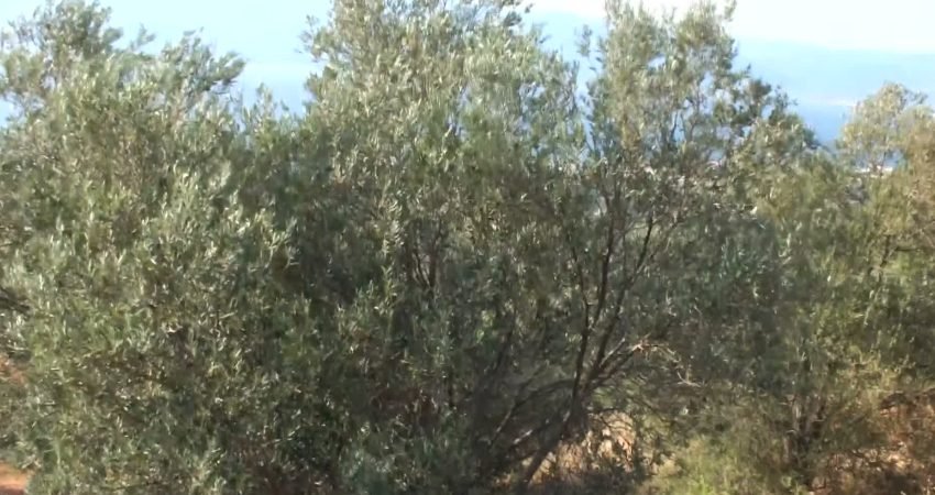 Balıkesir’in Burhaniye ilçesinde zeytin üreticileri, artan hasat maliyetleri nedeniyle devletin