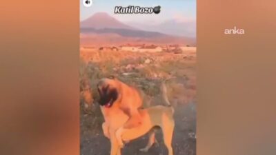 Aksaray’ın Taşpınar Beldesi'nde köpek dövüşü yaptırdıkları ve bu anları sosyal