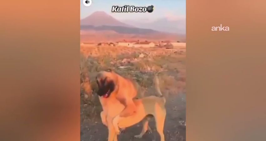 Aksaray’ın Taşpınar Beldesi'nde köpek dövüşü yaptırdıkları ve bu anları sosyal