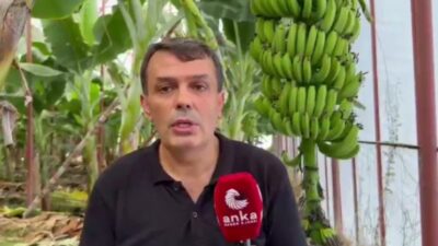  Mersinli muz üreticileri, artan maliyetlere karşılık düşük satış fiyatları nedeniyle
