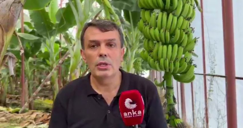  Mersinli muz üreticileri, artan maliyetlere karşılık düşük satış fiyatları nedeniyle