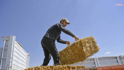 Ankara Büyükşehir Belediyesi, ATA Çiftliği’nde yetiştirilen başaklardan elde edilen kaba