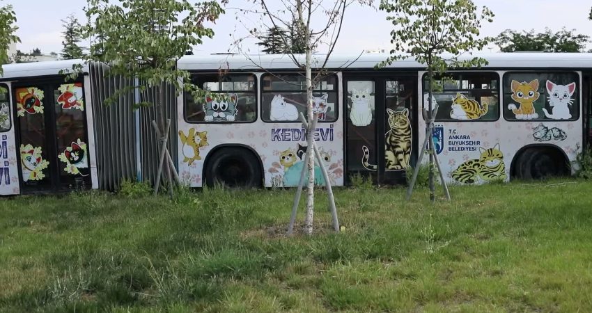 Ankara Büyükşehir Belediyesi, Alacaatlı’da yalnızca kedilere hizmet verecek Kedi Kısırlaştırma,
