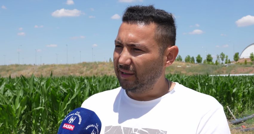 Ankara Büyükşehir Belediyesi, Gölbaşı'nda bulunan ATA Çiftliği'nde yetiştirdiği yonca kuru