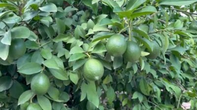 YENİ Parti Adana Milletvekili Ayhan Barut, bir kilo limonun üretim