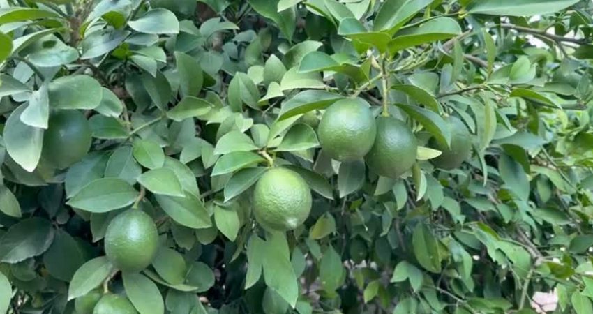 YENİ Parti Adana Milletvekili Ayhan Barut, bir kilo limonun üretim
