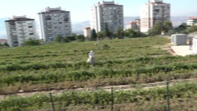 Bornova Belediye Başkanı Ömer Eşki, Evka-4 Kent Bostanında üretici kadınların