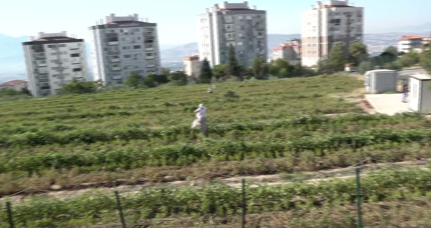 Bornova Belediye Başkanı Ömer Eşki, Evka-4 Kent Bostanında üretici kadınların