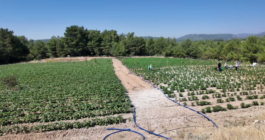 Bornova Belediye Başkanı Ömer Eşki, 30 dönümlük yeni bir kent