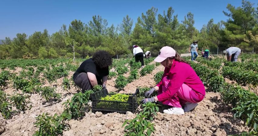 Bornova Belediyesi’nin, Yakaköy’de 15 dönümlük alanda hayata geçirdiği Dayanışma Tarlası’nda
