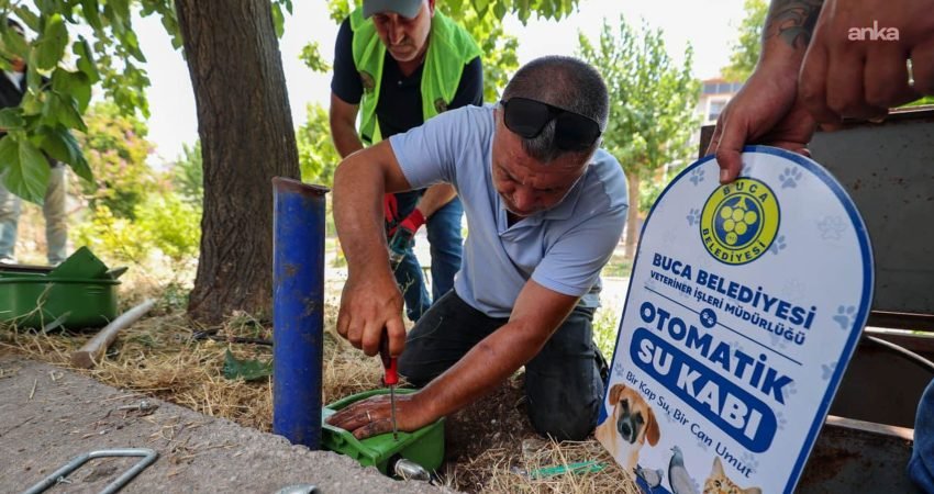 Buca Belediyesi, aşırı sıcakların etkisini artırdığı günlerde "sokak hayvanlarının su