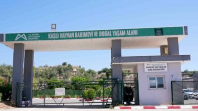 Mersin Büyükşehir Belediyesi ekipleri, ağır yaralı halde Kaşlı Geçici Hayvan