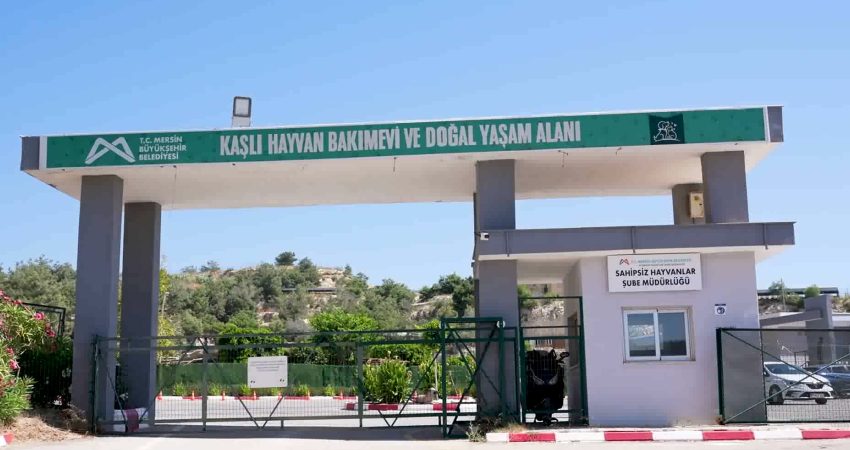 Mersin Büyükşehir Belediyesi ekipleri, ağır yaralı halde Kaşlı Geçici Hayvan