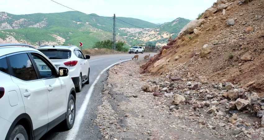 Tunceli-Hozat karayolunun Demirkapı mevkisinde, tuz ihtiyaçlarını karşılamak amacıyla yola inen