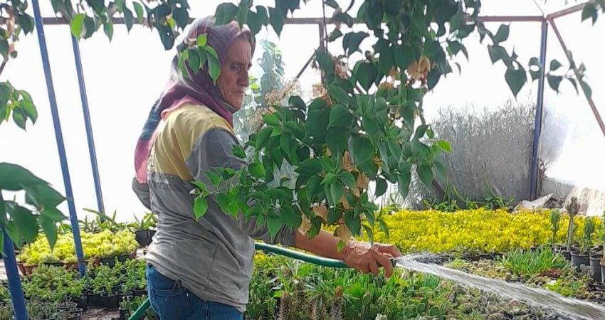 Didim Belediyesi, Akköy Tıbbi Aromatik Bitkiler ve Süs Bitkileri Fidanlığı'nda