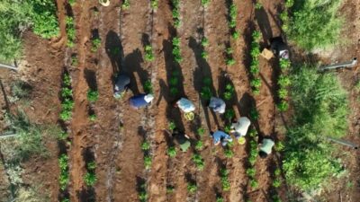 Diyarbakır’da kadın ekonomisini güçlendirmek, yerel tohumları yaşatmak ve ekolojik üretimi