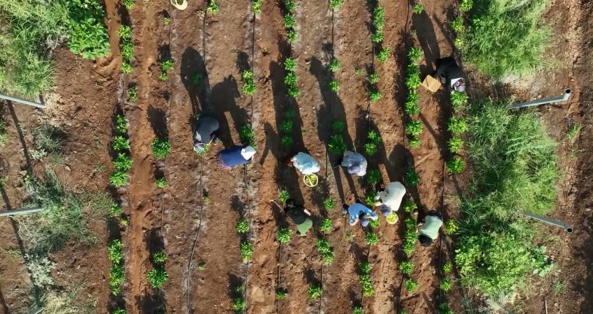 Diyarbakır’da Komün Kent Bostanları’nda ilk hasat yapıldı Diyarbakır’da kadın ekonomisini güçlendirmek, yerel tohumları yaşatmak ve ekolojik üretimi