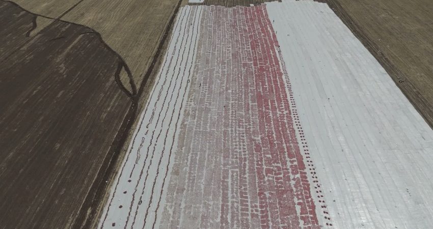 Diyarbakır’da 100 bin yıl önce sönmüş volkanik Karacadağ eteklerinde yetiştikten