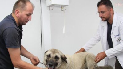 Giresun’da Sultaniye Köyü'nde otomobiliyle geçtiği sırada Many adlı köpeği ezen