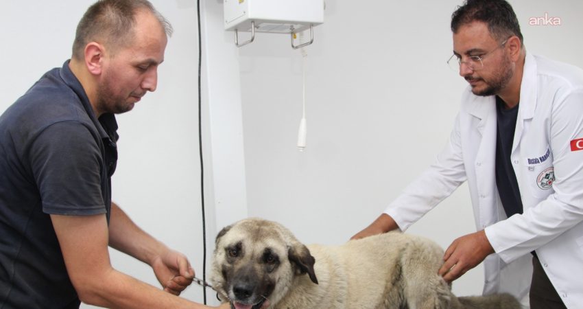 Giresun’da Sultaniye Köyü'nde otomobiliyle geçtiği sırada Many adlı köpeği ezen