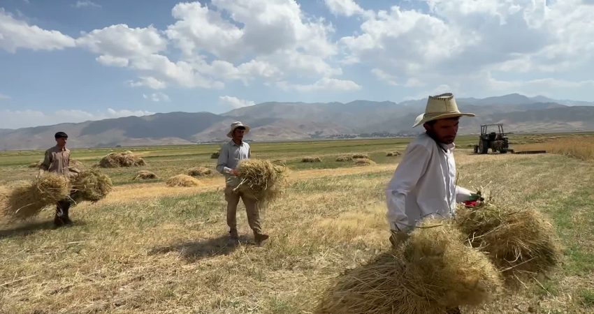 Hakkari’nin Yüksekova ilçesine bağlı Dedeler köyünde çiftçilik ve hayvancılıkla geçinen