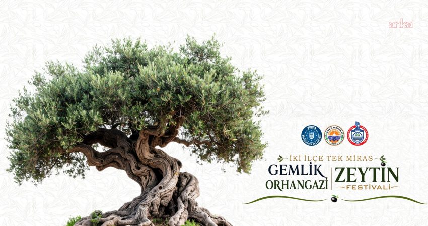 Gemlik ve Orhangazi’nin zeytin kültürü, “İki İlçe, Tek Miras” sloganıyla