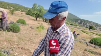 Isparta'nın Keçiborlu ilçesine bağlı Kuyucak köyünde lavanta hasadı sürerken, işçiler