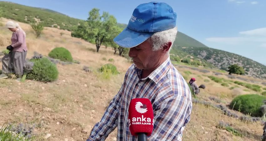 Isparta'nın Keçiborlu ilçesine bağlı Kuyucak köyünde lavanta hasadı sürerken, işçiler