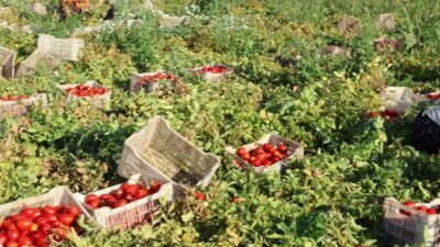 İzmir Büyükşehir Belediyesi, Torbalı’nın kuru domates üreticileri ve tarım işçilerini