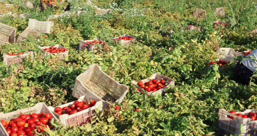 İzmir Büyükşehir Belediyesi, Torbalı’nın kuru domates üreticileri ve tarım işçilerini