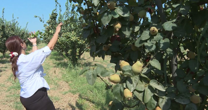 İzmir Büyükşehir Belediyesi’nin hizmete aldığı Selçuk Merkez Yüzey Altı Sulama