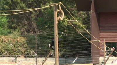 İzmir Doğal Yaşam Parkı’nın yeni sakinleri, "kuyruksuz maymun türü gibonlar"