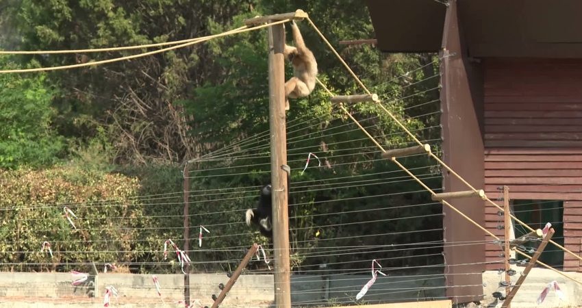 İzmir Doğal Yaşam Parkı’nın yeni sakinleri, "kuyruksuz maymun türü gibonlar"