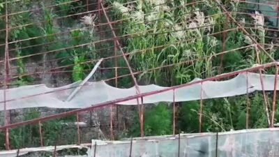 İzmir'in Urla ilçesinde polis ekiplerinin düzenlediği uyuşturucu operasyonunda çok sayıda