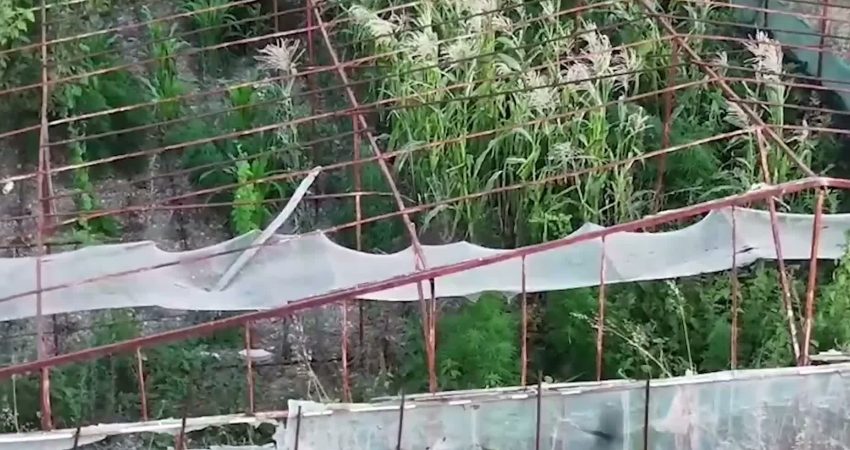 İzmir'in Urla ilçesinde polis ekiplerinin düzenlediği uyuşturucu operasyonunda çok sayıda