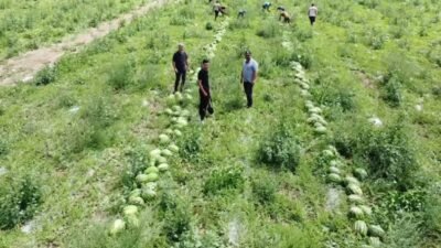 Yozgat’ın Yerköy ilçesine bağlı köylerde karpuz hasadına başlayan üreticiler, marketlerin