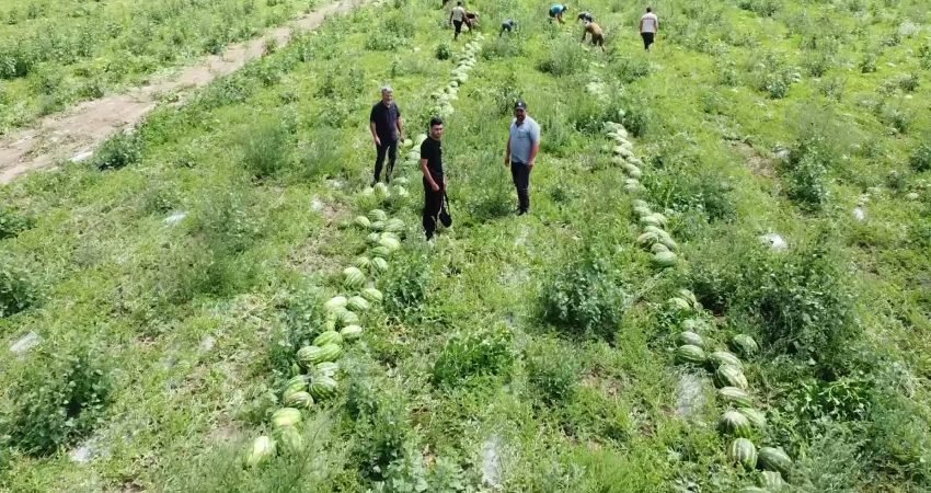 Yozgat’ın Yerköy ilçesine bağlı köylerde karpuz hasadına başlayan üreticiler, marketlerin