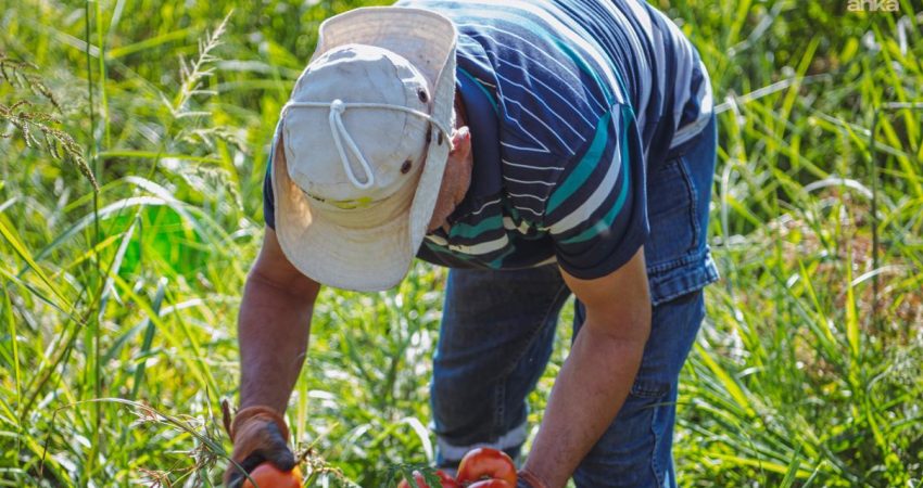 Kuşadası'nda Adabahçe’nin bereketli topraklarında yaz hasadı devam ediyor. Bu kapsamda
