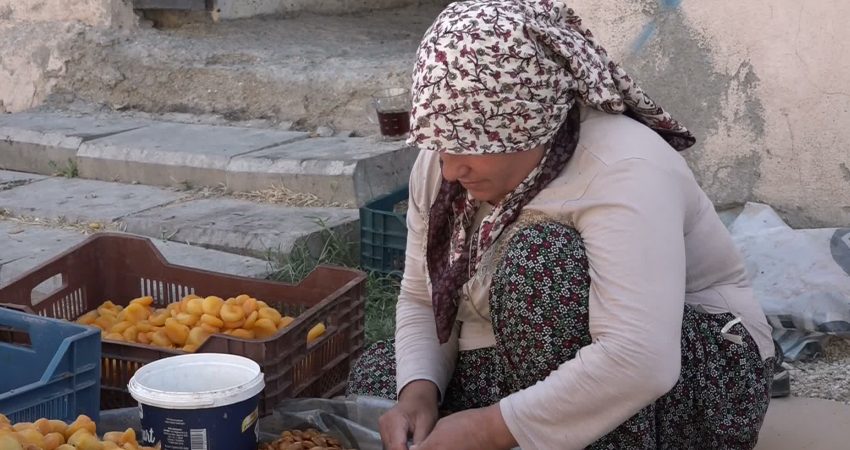 Malatya’da kayısı üreticileri, yükselen girdi ve işçilik maliyetlerine rağmen kuru