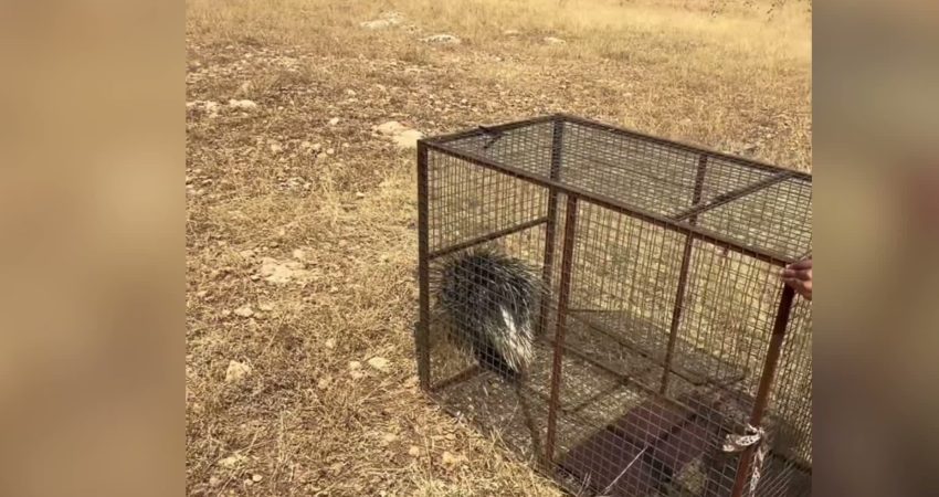 Mardin'de Doğa Koruma ve Milli Parklar ekipleri tarafından doğada yardıma