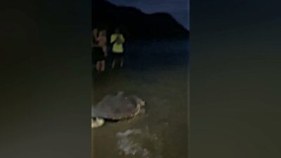 Muğla’nın Marmaris ilçesindeki Okluk Koyu’nda yaklaşık 1 yıl önce yaralı