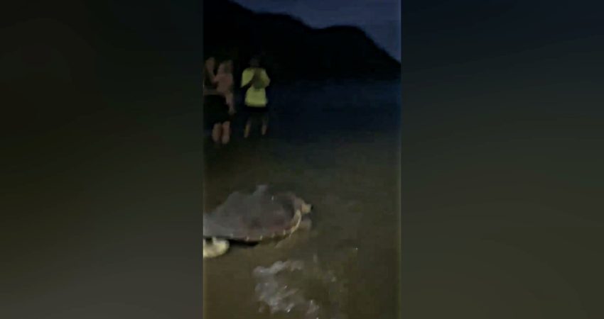 Muğla’nın Marmaris ilçesindeki Okluk Koyu’nda yaklaşık 1 yıl önce yaralı