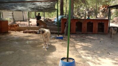 Mersin Büyükşehir Belediyesi; Bozyazı, Silifke ile Kaşlı Geçici Hayvan Bakımevi